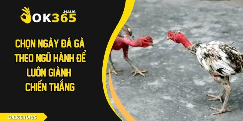 Chọn ngày đá gà
